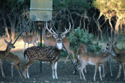 alt="Beautiful Axis deer at the ranch."