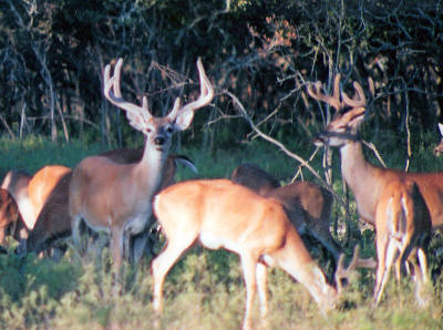 alt="Bucks at the J&R Moellendorf hunting ranch."
