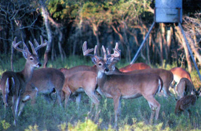 alt="White-tailed bucks in velvet at the J&R Moellendorf hunting ranch."
