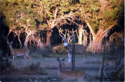 alt="Axis deer at the J&R Moellendorf hunting ranch."